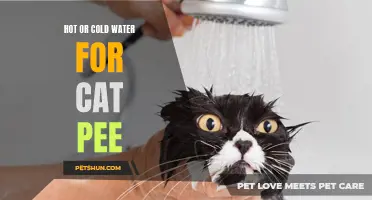 Hot or Cold Water: Which is Better for Cleaning Cat Pee?