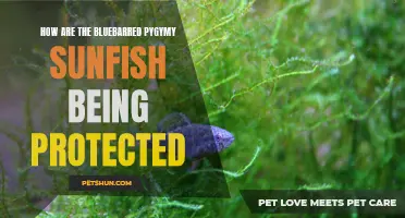Protecting the Bluebarred Pygmy Sunfish: A Conservation Effort