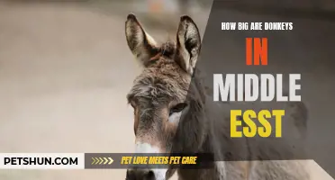 The Magnitude of Donkeys in the Middle East: A Closer Look at Their Size and Impact