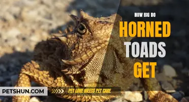 How Large Can Horned Toads Grow?
