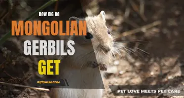Exploring the Size Potential of Mongolian Gerbils: A Fascinating Insight into Their Growth Patterns