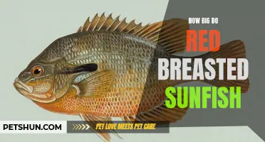 The Growth Potential of Red Breasted Sunfish: Exploring Their Size and Development