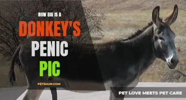 The Surprising Length of a Donkey's Penic Pic: Exploring the Mysteries of Equine Anatomy