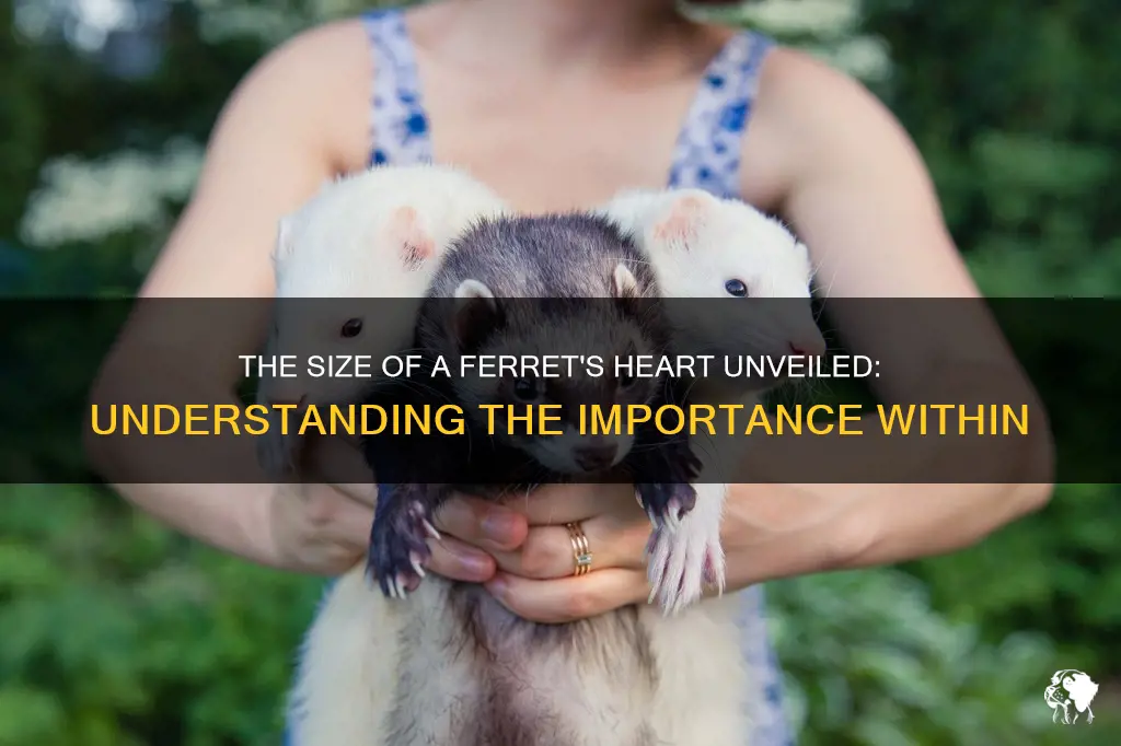 how big is a ferrets heart