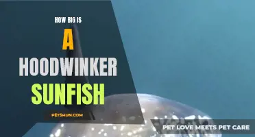The Astonishing Size of the Hoodwinker Sunfish Unveiled