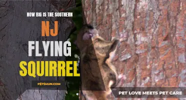 The Southern NJ Flying Squirrel: Exploring Its Size and Characteristics