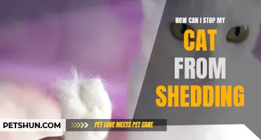 Effective Ways to Reduce Cat Shedding and Keep Your Home Clean