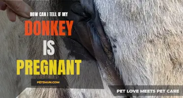How to Determine If Your Donkey Is Pregnant