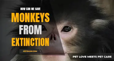 Saving Monkeys from Extinction: Preserving Primate Populations for Future Generations