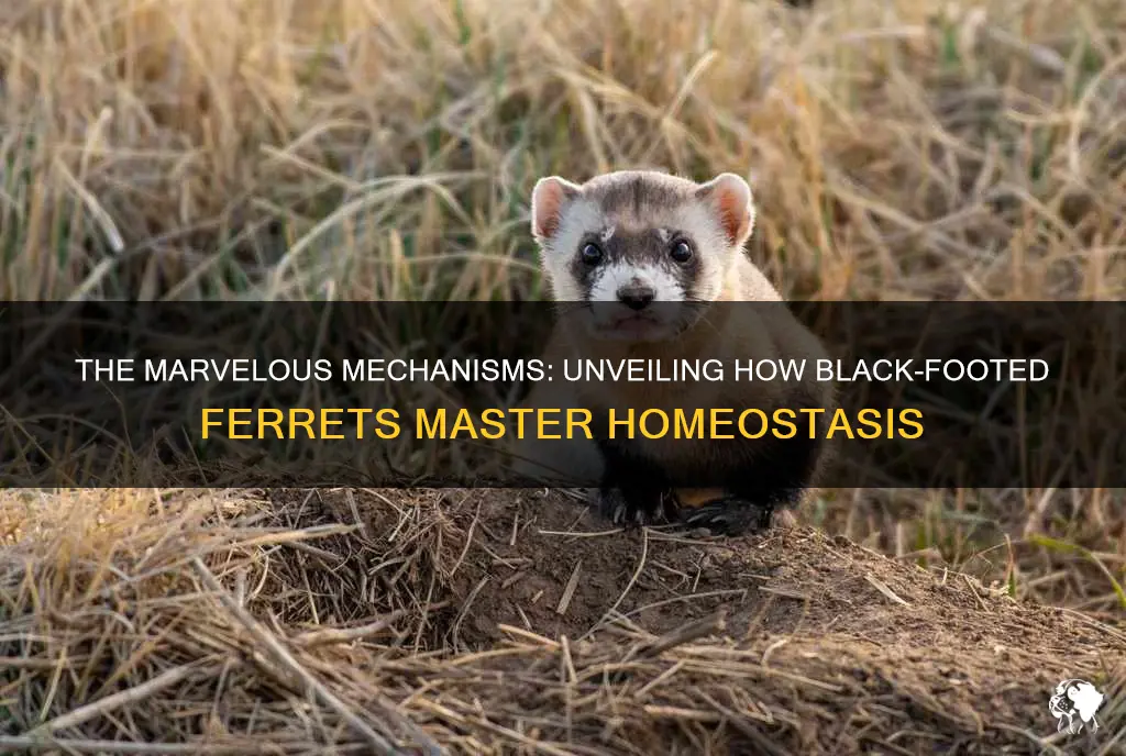 how do black footed ferrets maintain homeostasis