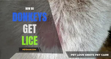 Understanding How Donkeys Contract Lice: Causes and Prevention