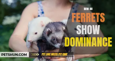 Understanding Dominance: How Ferrets Establish Their Rank in the Hierarchy
