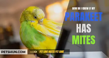 Signs that Indicate if Your Parakeet Has Mites
