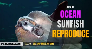 Understanding the Reproduction Process of Ocean Sunfish