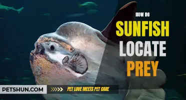 Exploring the Mechanisms: How Sunfish Locate Prey
