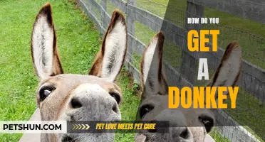 The Complete Guide to Getting a Donkey: Tips, Tricks, and Considerations