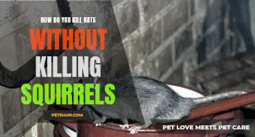 Tips to Safely Eliminate Rats without Harming Squirrels