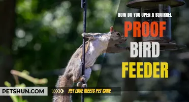 Tips on Opening a Squirrel-Proof Bird Feeder Successfully