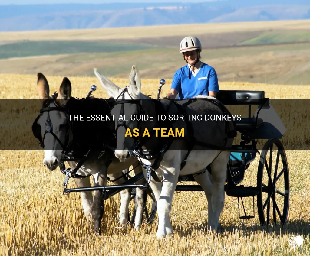 how do you team sort donkeys