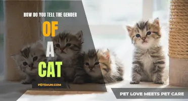Decoding the Gender of Your Cat: A Guide for Cat Lovers
