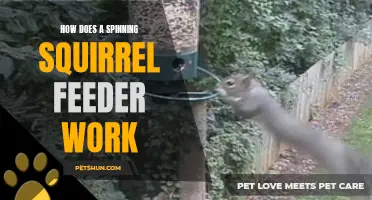 Exploring the Mechanics of a Spinning Squirrel Feeder: How Does It Actually Work?