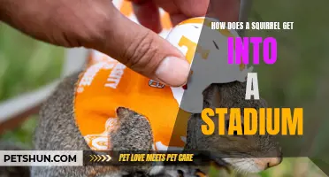 Discovering the Intriguing Journey of a Squirrel Into a Stadium