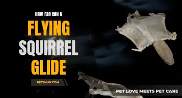 Soaring through the Skies: Exploring the Remarkable Gliding Abilities of Flying Squirrels