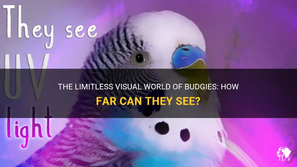 how far can budgies see