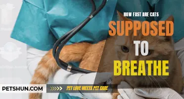 Understanding the Breathing Rate of Cats: A Fascinating Insight into Feline Respiration Speed