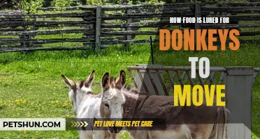How Tempting Food Lures Donkeys to Move with Ease