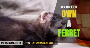 The Challenges of Owning a Ferret: How Difficult is it?