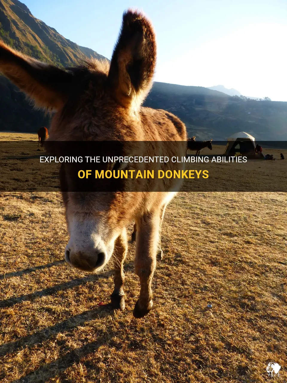 how high do mountain donkeys climb