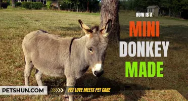 Unveiling the Fascinating Process of Mini Donkey Creation