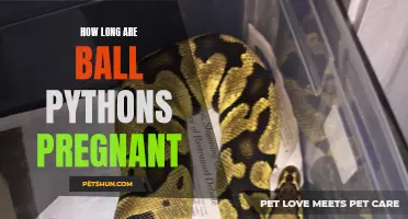 How Long Does Pregnancy Last for Ball Pythons?