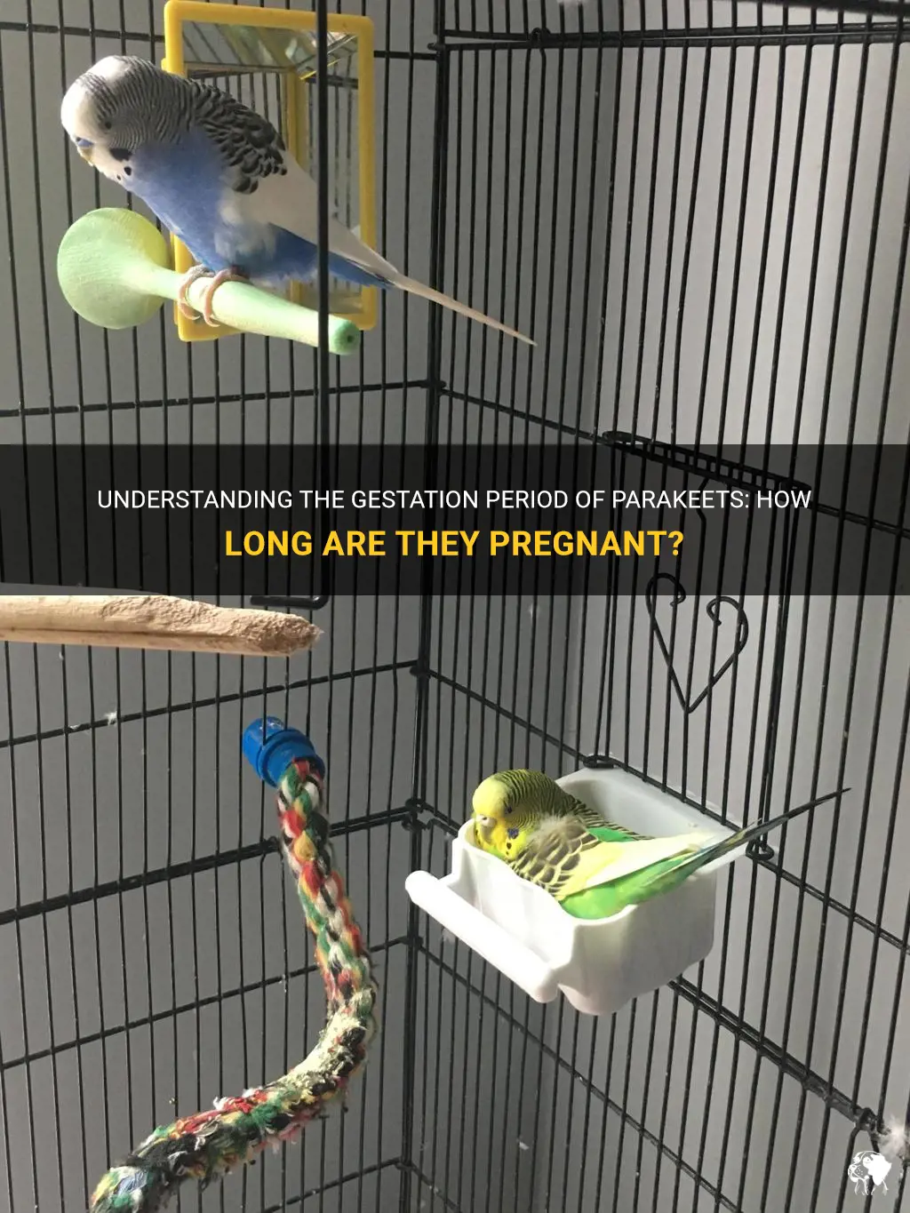 how long are parakeets pregnant