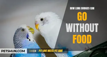 The Surprising Truth About How Long Budgies Can Go Without Food