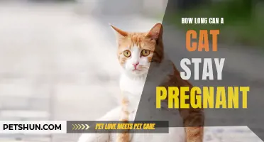 How Long Can a Cat Stay Pregnant: Understanding the Feline Gestation Period