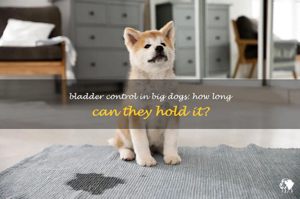 how long can a large dog hold its bladder