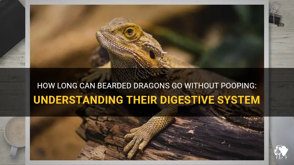 how long can bearded dragons go without pooping