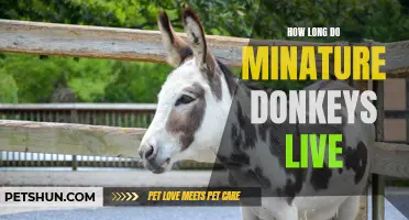 The Lifespan of Miniature Donkeys: How Long Can They Live?
