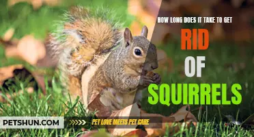 Understanding the Time Frame to Successfully Eliminate Squirrels from Your Property