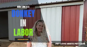 Understanding the Duration of a Donkey's Labor Process
