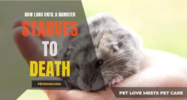 The Clock is Ticking: How Long Until a Hamster Starves to Death