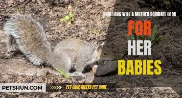 Understanding the Persistence of a Mother Squirrel's Search for Her Babies