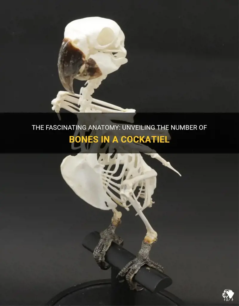 The Fascinating Anatomy: Unveiling The Number Of Bones In A Cockatiel ...