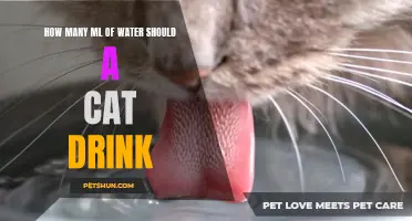 The Importance of Adequate Water Consumption for Cats: How Much Should They Drink?
