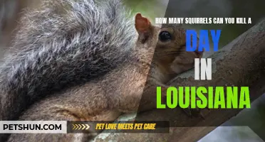 The Legality and Limits of Squirrel Hunting in Louisiana: A Detailed Guide