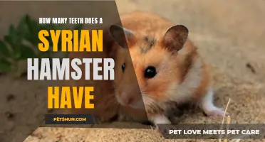 The Dental Anatomy of a Syrian Hamster: How Many Teeth Does It Have?