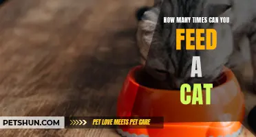 How Many Times Can You Feed a Cat Each Day?