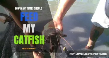 The Ideal Feeding Frequency for Your Catfish